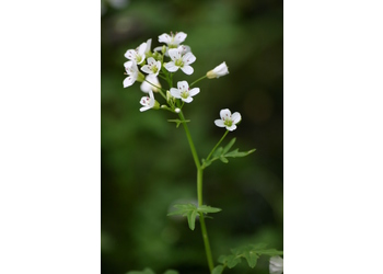 Bitter-Schaumkresse (Cardamine amara) - © Emanuel Trummer